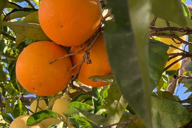 Guided Tour of a Historic Lemon Grove in Sorrento - Last Words