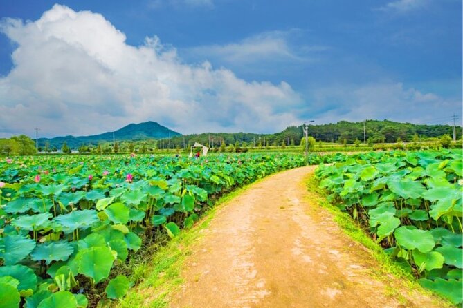 Half-Day Excursión Lotus Flowers and Local Foods From Busan - Last Words