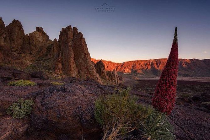 Half Day Excursion to Teide National Park  - Tenerife - Additional Details