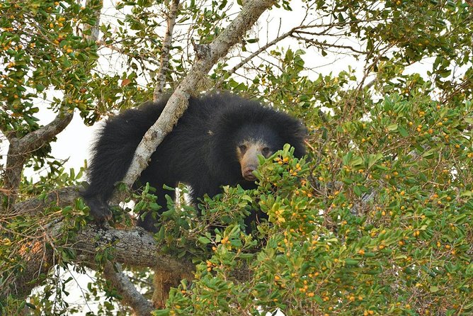 Half Day Jeep Safari In Yala National Park - Last Words