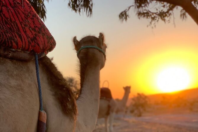 Half Day of Quad and Camel Ride With Moroccan Tagine at Lunch - Copyright and Operational Guidelines