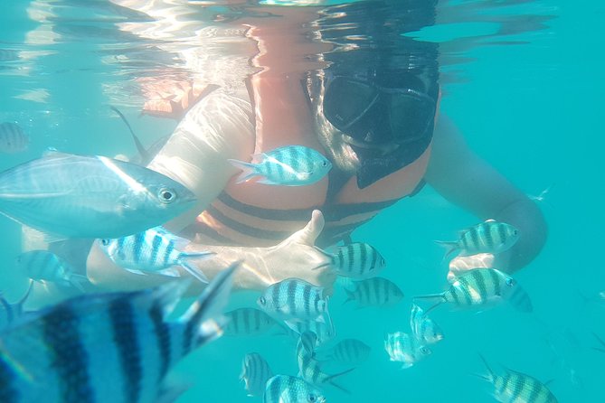 Half-Day Pig Island & Snorkeling Experience - Common questions