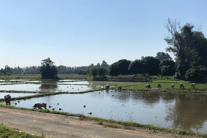 Half-Day Ping River and Rice Paddies E-Bike Adventure (Flat Land, Guided) - Last Words