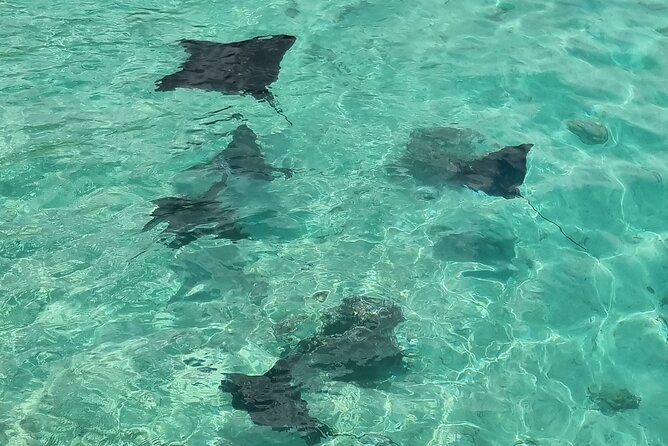 Half-Day Private Lagoon Tour by Boat in French Polynesia - Last Words