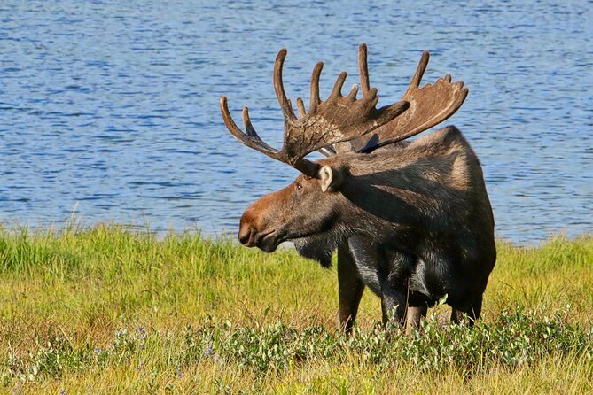 Half-Day Rocky Mountain National Park "Lake and Meadows Tour" - Reviews