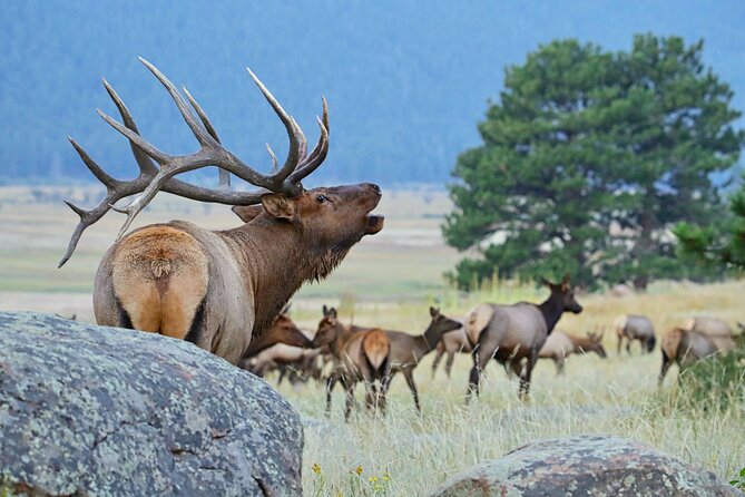 Half-Day Rocky Mountain National Park "Mountains to Sky Tour" - RMNPhotographer - Contact and Availability