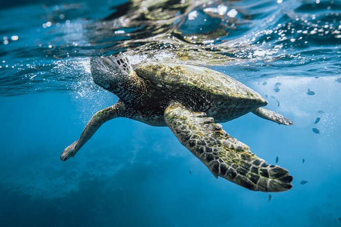 Half Day Snorkeling in Moorea - Last Words