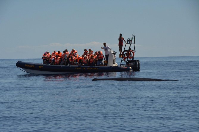 Half-Day Whale and Dolphin Watching Tour in Ponta Delgada - Last Words