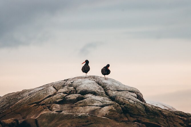 Half-Day Whale Watching Adventure From Victoria - Last Words