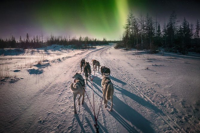 Hunting Northern Lights With Husky - Last Words