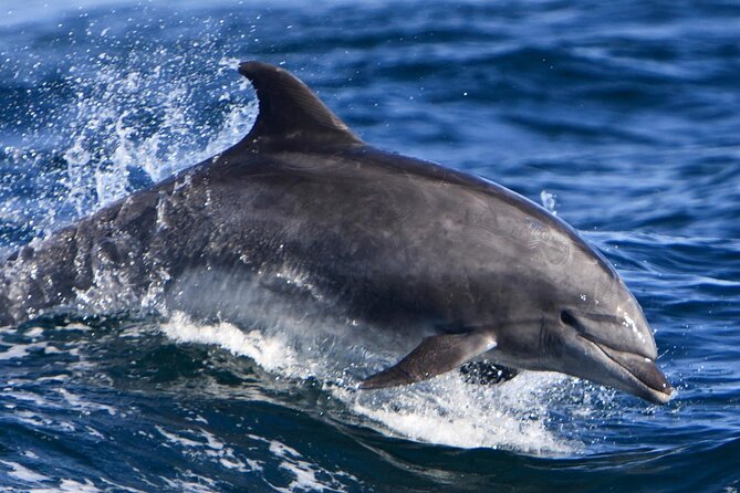 Hurghada Boat Trip to See Dolphins With Snorkeling and Lunch - Common questions