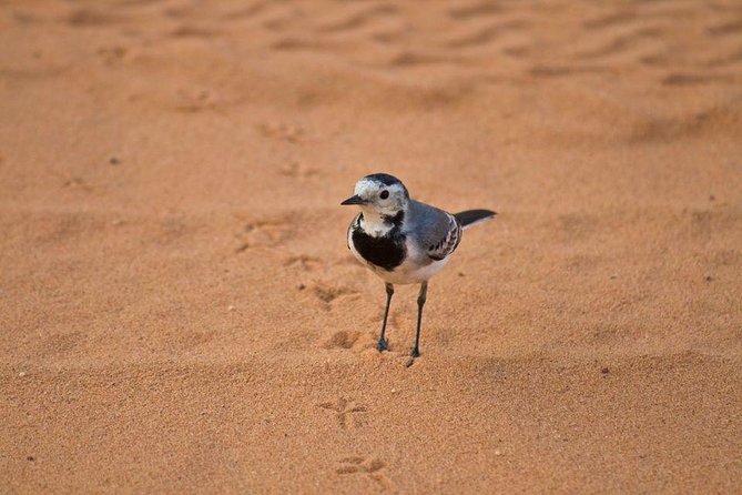 Hurghada: Quad, Jeep, Camel and Buggy Safari With BBQ Dinner - Additional Tour Information