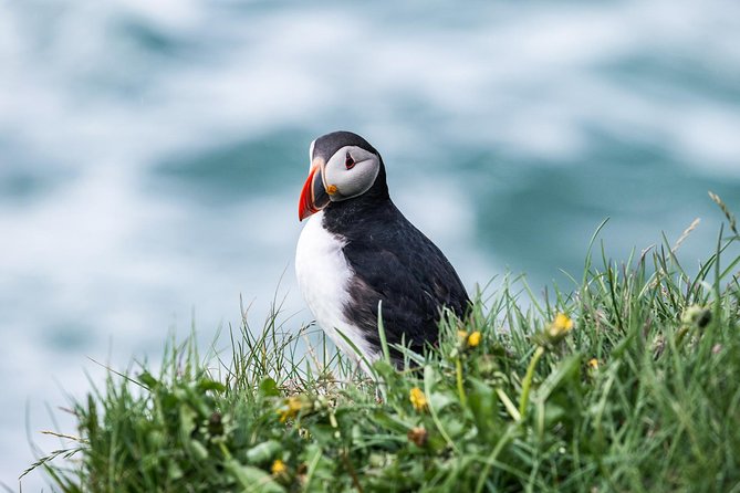 Husavik Traditional Oak Ship Whale- and Puffin-Watching Cruise  - Akureyri - Common questions