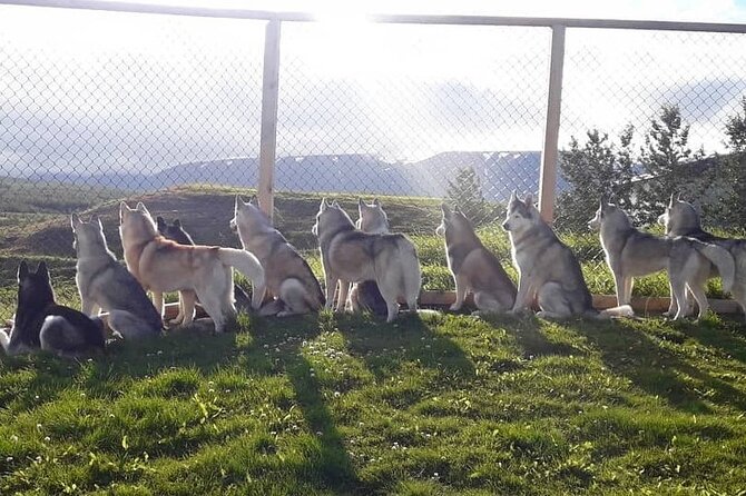 Husky Petting in Akureyri (private) - Last Words