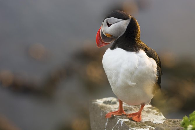 Iceland Super Saver: Puffin Cruise Plus Whale-Watching Tour From Reykjavik - Contact Information