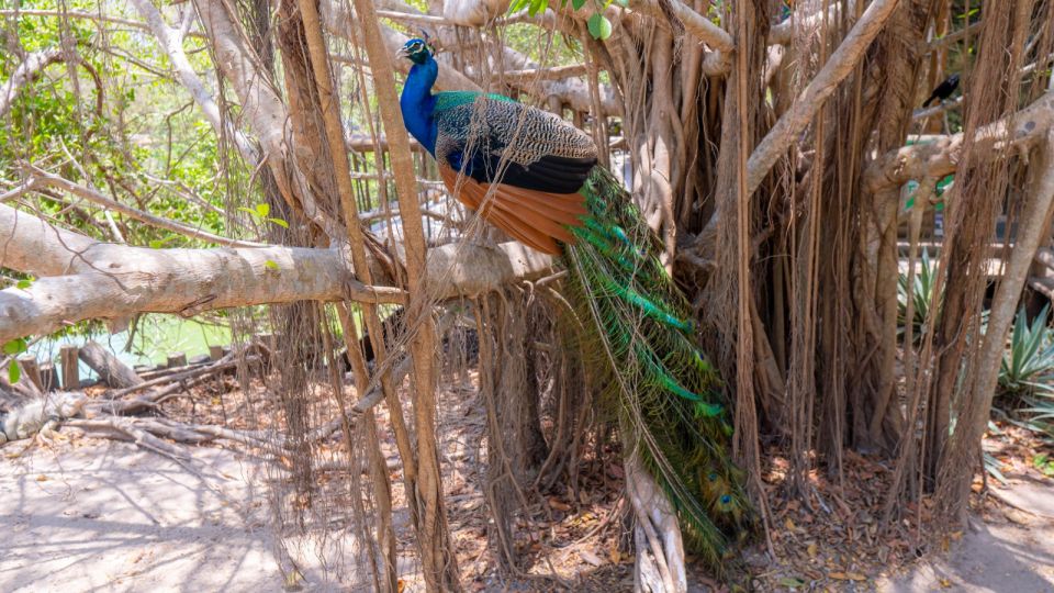 Isla Barú: Beach Club Access and Tour of the National Aviary - Last Words