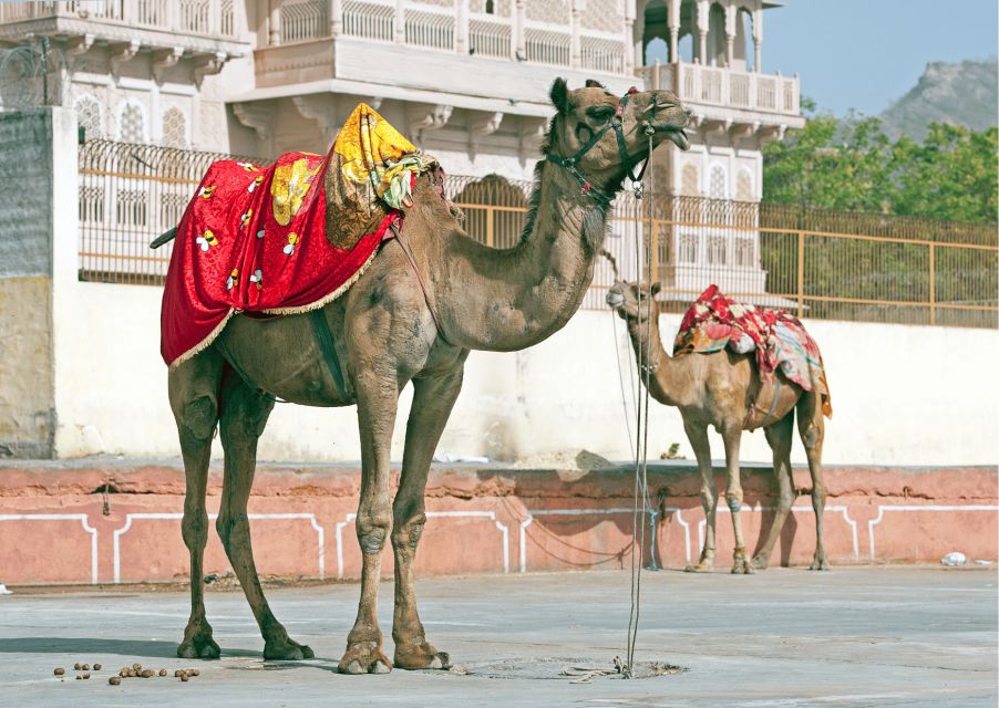 Jaisalmer Desert Safari -Guided Half Day Sightseeing Tour - Common questions