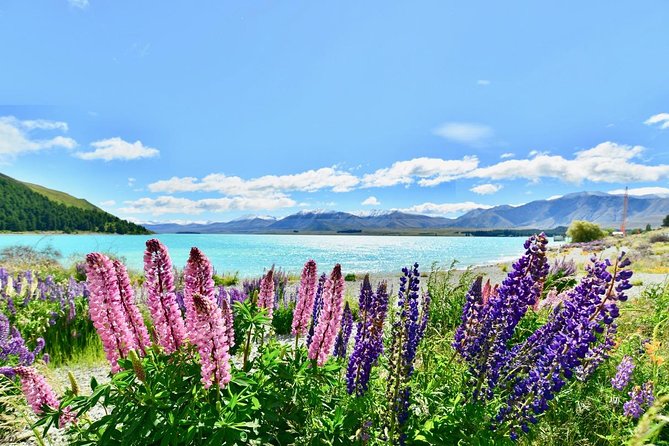 [Japanese Guide] Christchurch-Lake Tekapo Special Pick-up Plan - Key Directions for Traveling Guests