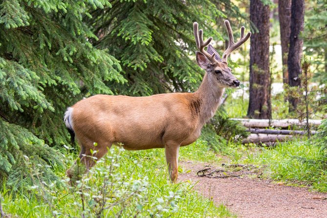 Jasper Wildlife and Waterfalls Tour With Maligne Lake Hike - Common questions