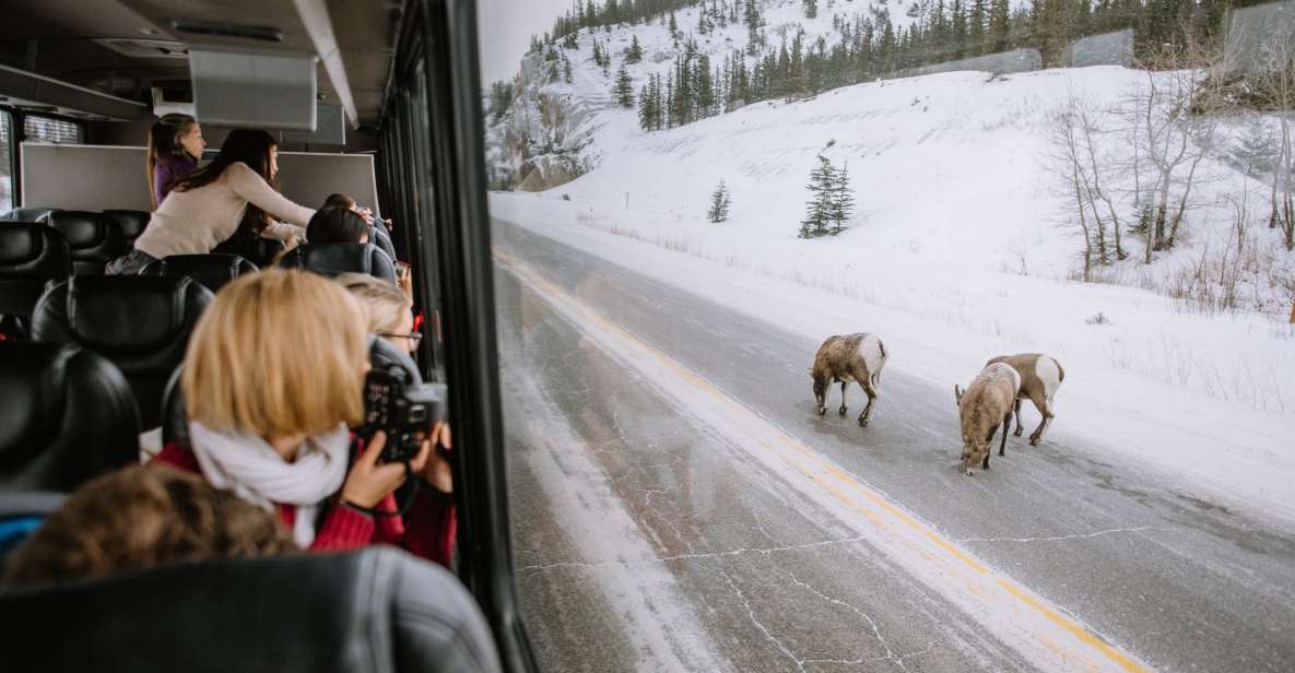 Jasper: Winter Wildlife Bus Tour in Jasper National Park - Last Words