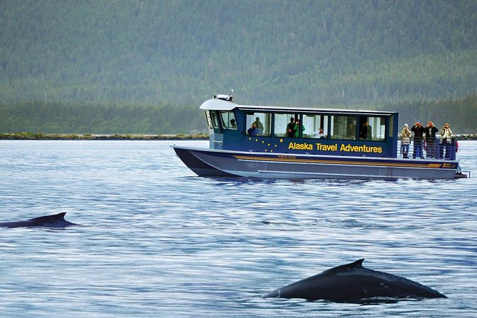 Juneau Whale Watching Adventure - Cancellation Policy and Reviews