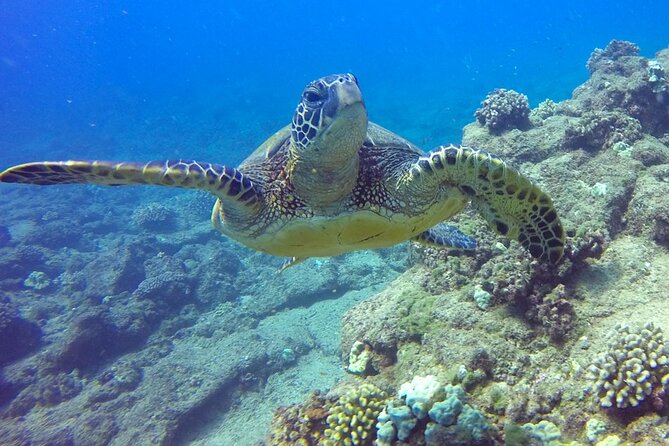 Kauais Ultimate Na Pali Coast Zodiac Boat Snorkeling & Sea Cave Eco Tour - Last Words