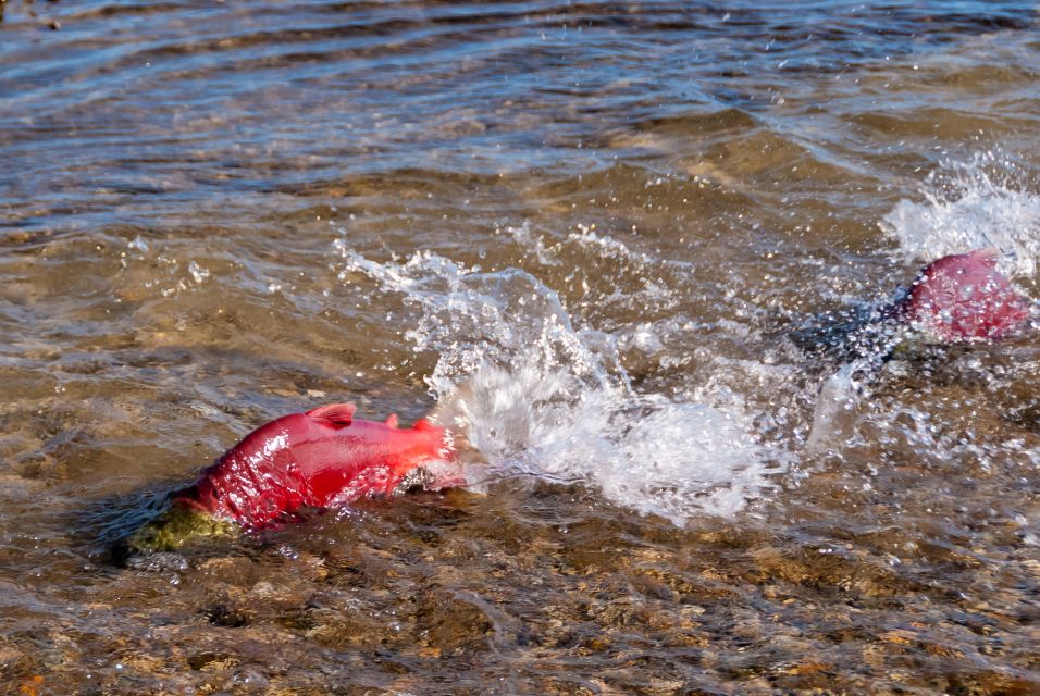 Kelowna: Mission Creek Salmon Run Audio Tour by E-Bike - Common questions