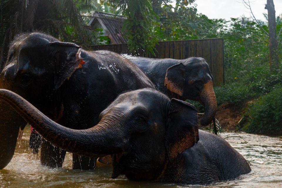 Khao Lak: 1-Hour Elephant Sanctuary Eco-Journey With Shuttle - Directions