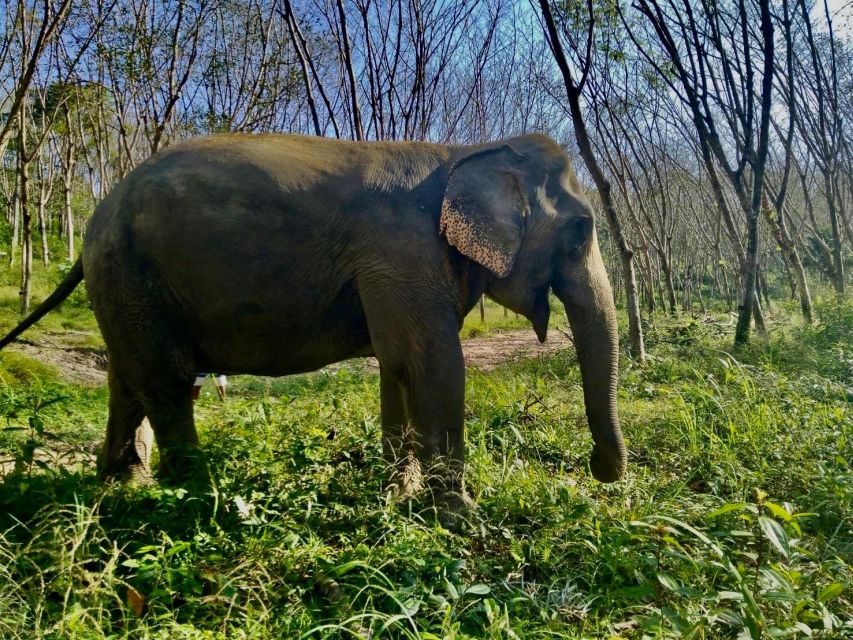 Khao Lak: Guided Walk & Feed Elephant Experience With Pickup - Last Words