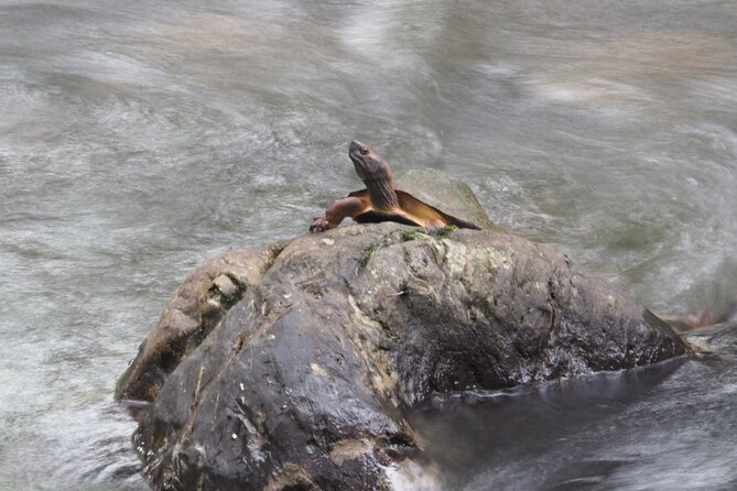 Khao Sok National Park Half-Day Paddling Tour  - Khao Lak - Last Words