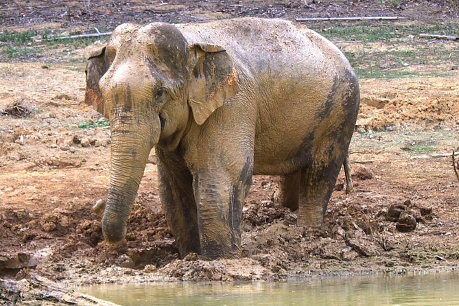 Khao Sok Wildlife 2 Days - Last Words