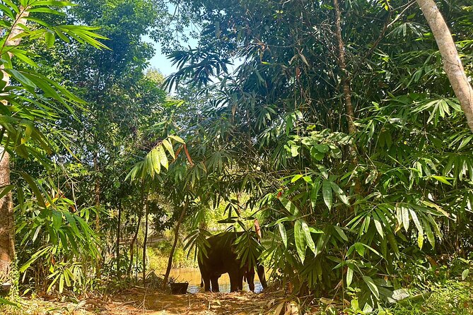 Khaolak Elephant Sanctuary, Cooking Class and Waterfall Tour - Last Words