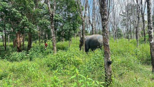 Khaolak Hightlight Tour With Eco Guide Adventure - Tour Last Words and Recommendations