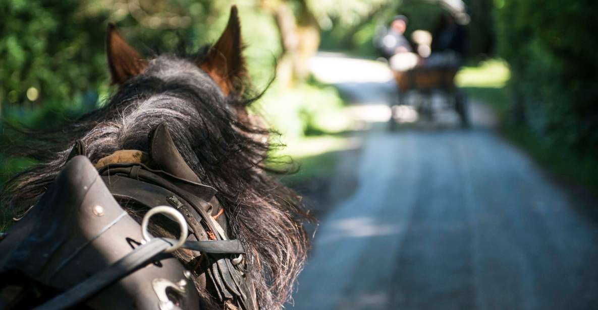 Killarney on Horse & Carriage: 1-Hour Jaunting Car Tour - Last Words