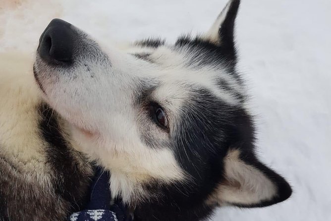 Kiruna, Swedish Lapland: Private Dog Sledding With Lunch (Apr ) - Traveler Photos and Featured Review