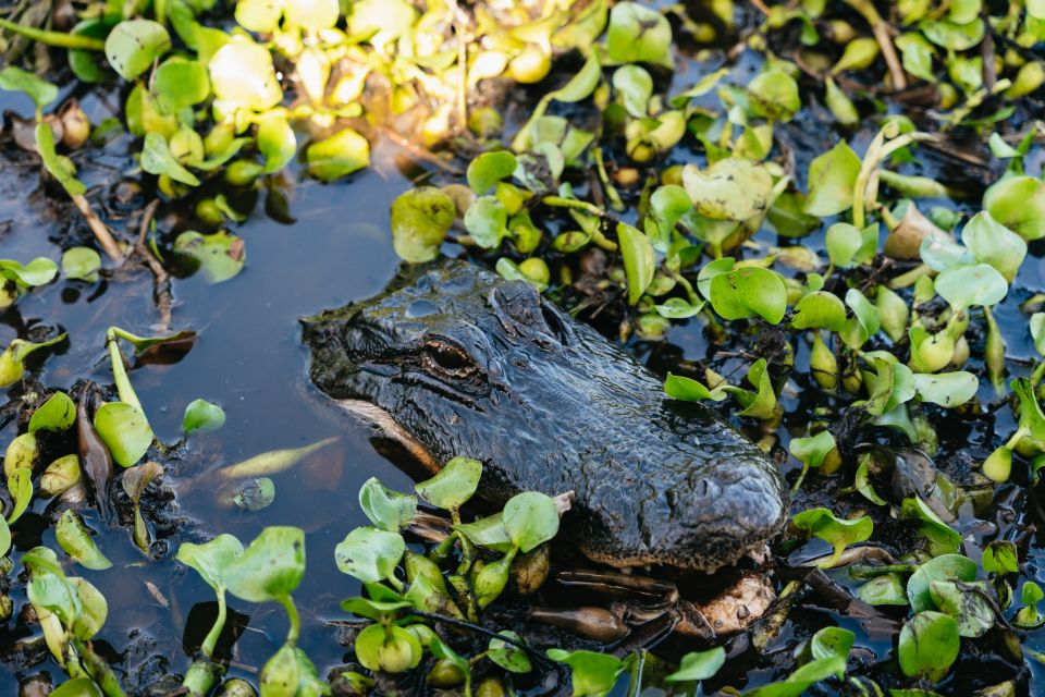 Kissimmee: 1-Hour Airboat Everglades Adventure Tour - Last Words