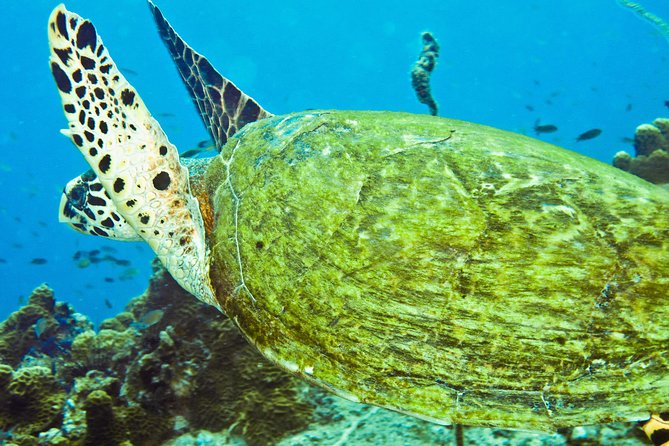 Koh Tao and Koh Nang Yuan Snorkel Tour (Speedboat From Koh Samui) - Booking Details