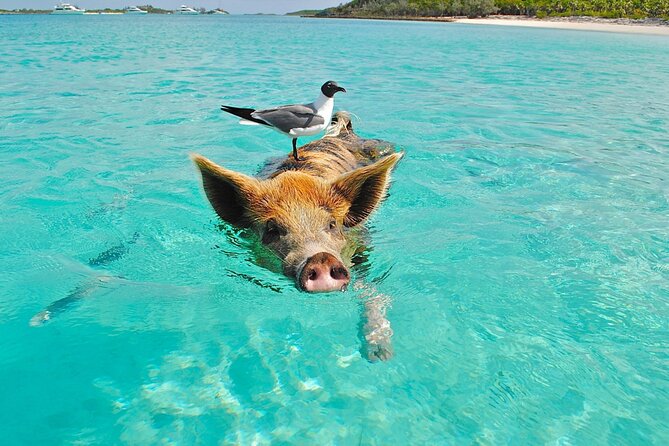 Kohsamui.Tours - Pig Island Snorkeling Eco Tour by Speed Boat - Last Words