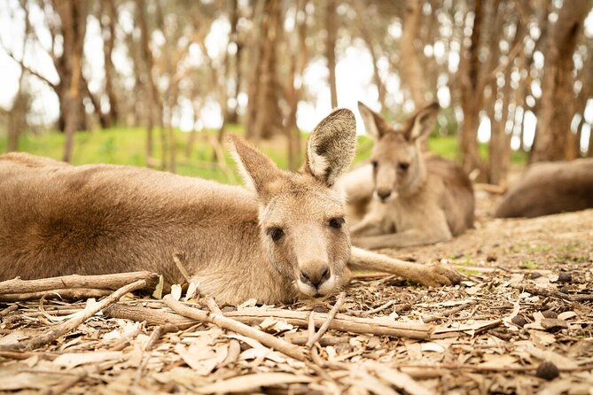 Kyabram Fauna Park General Entry Ticket - Last Words