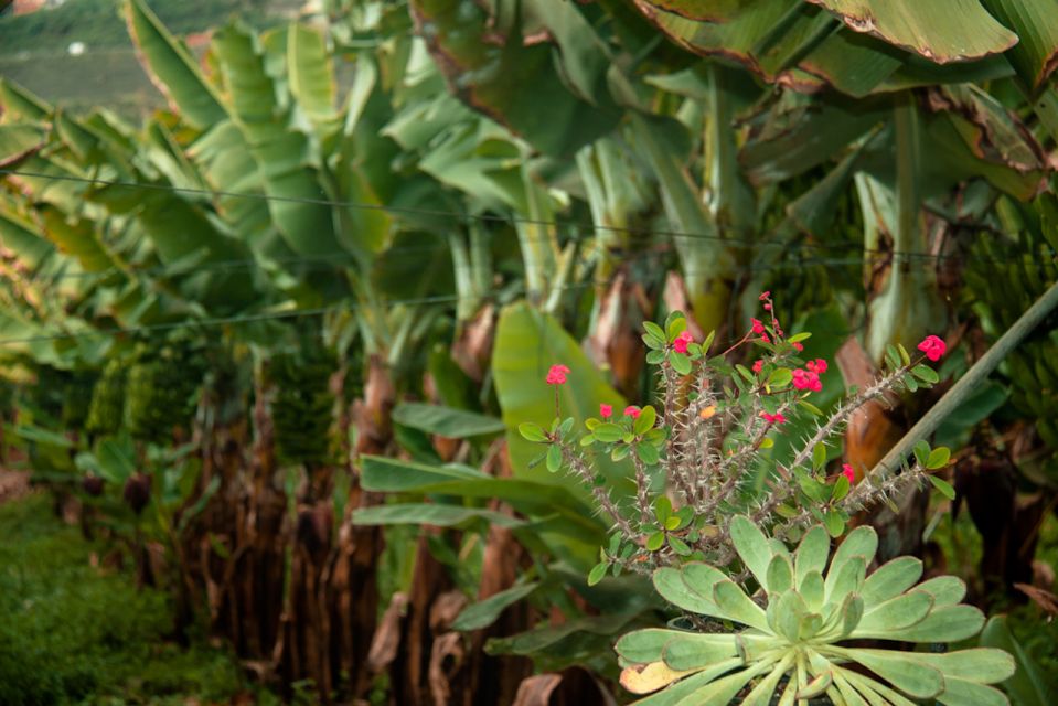 La Orotava: Ecological Banana Plantation Guided Tour - Common questions
