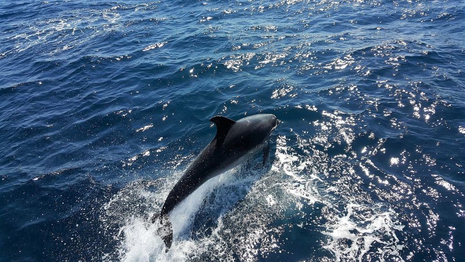 Lagos: 90-Minute Dolphin Watching by Catamaran - Tips for a Successful Dolphin Watching Trip