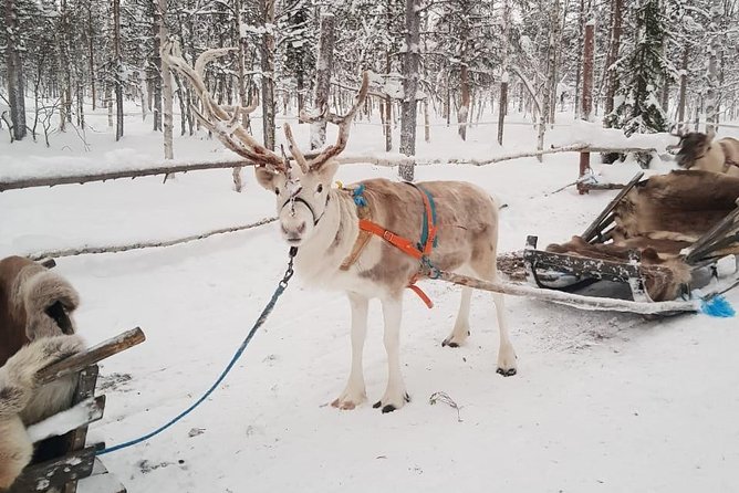 Lapland Reindeer and Husky Safari From Levi - Last Words