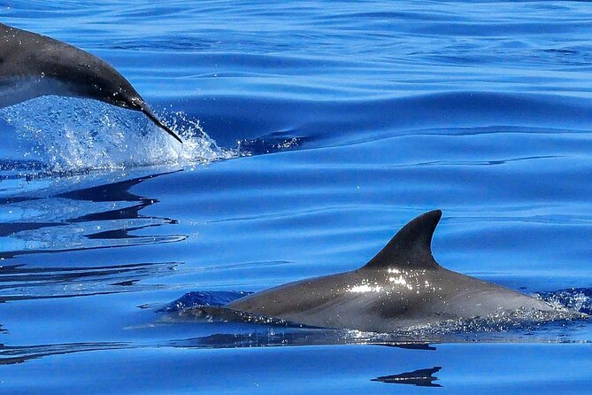 Lisbon Cruise With Dolphin Watching - Last Words