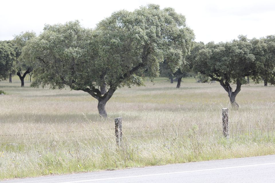 Lisbon: Private Tour Evora With Wine Tasting at the Cartuxa - Last Words