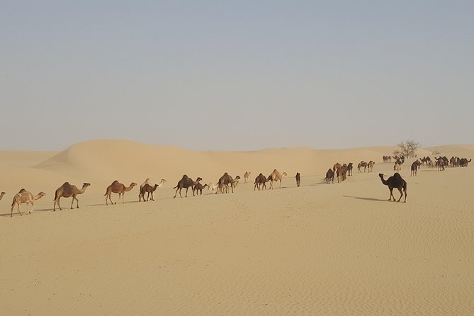 Liwa Oasis Desert Drive From Abu Dhabi - Last Words