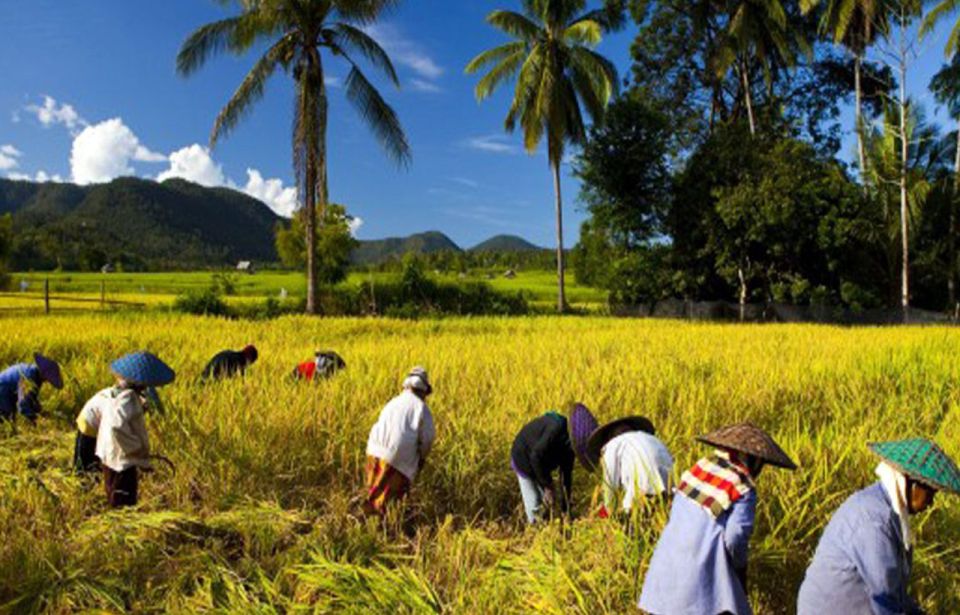 Lombok Rice Field Walking Tour - Common questions