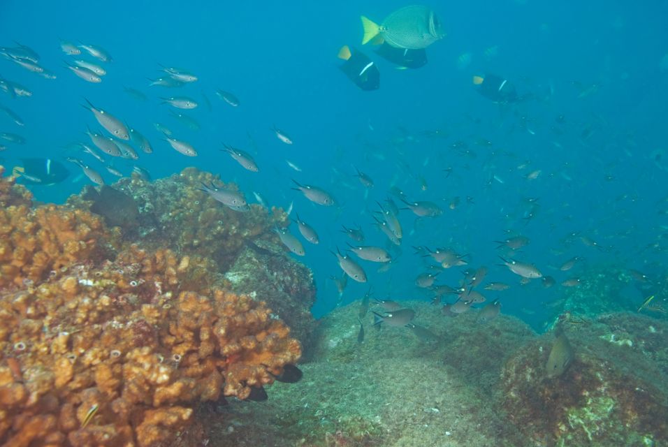 Los Cabos: Reef Snorkeling Cruise With Lunch and Open Bar - Booking Information