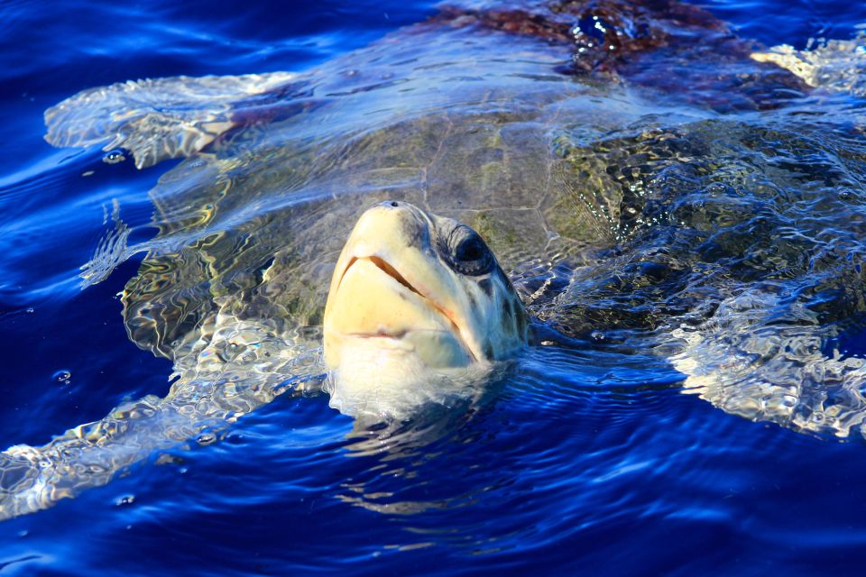 Los Cabos: Whale Watching (Transport and Pictures Included) - Marine Wildlife Sightings