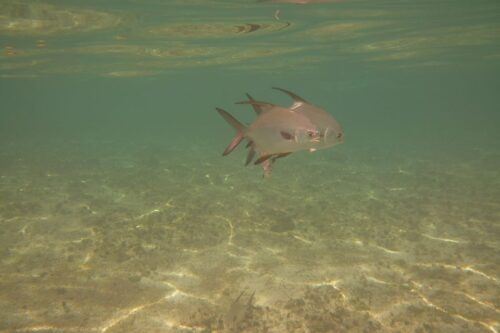 Lower Grand Lagoon: Panama City Beach Guided Snorkeling Tour - Safety Guidelines