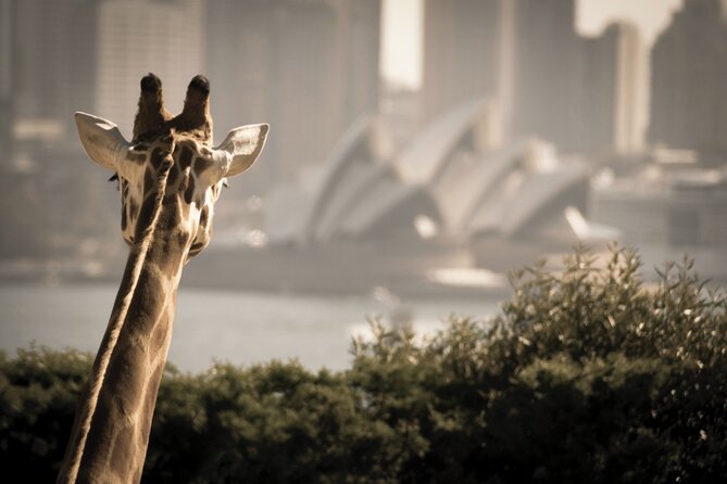 Luxury Sydney Tour - Last Words